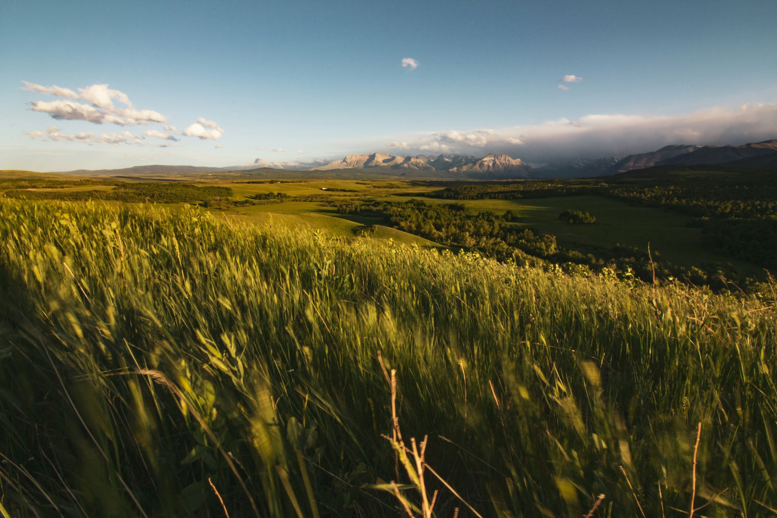 Alberta wheat fields with mountains