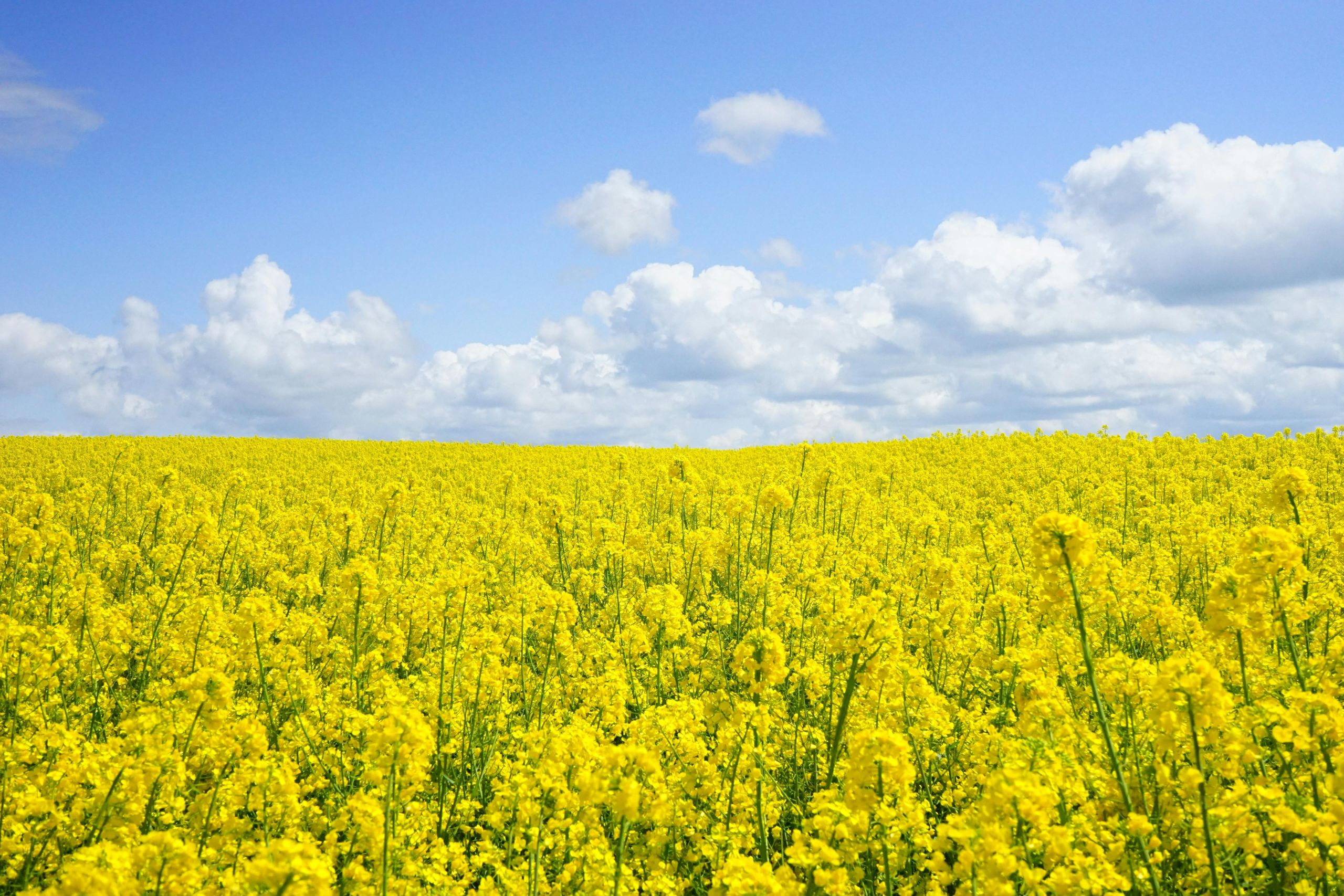 Alberta canola fields